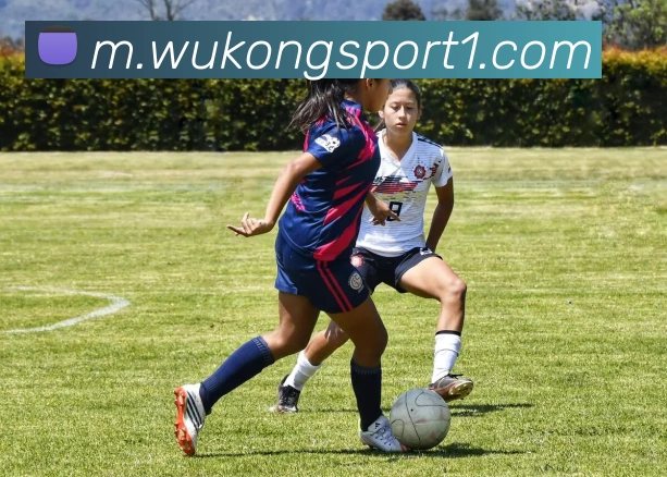 悟空体育APP 封面图